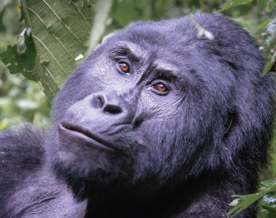 8 Day Uganda gorilla and wildlife safari 